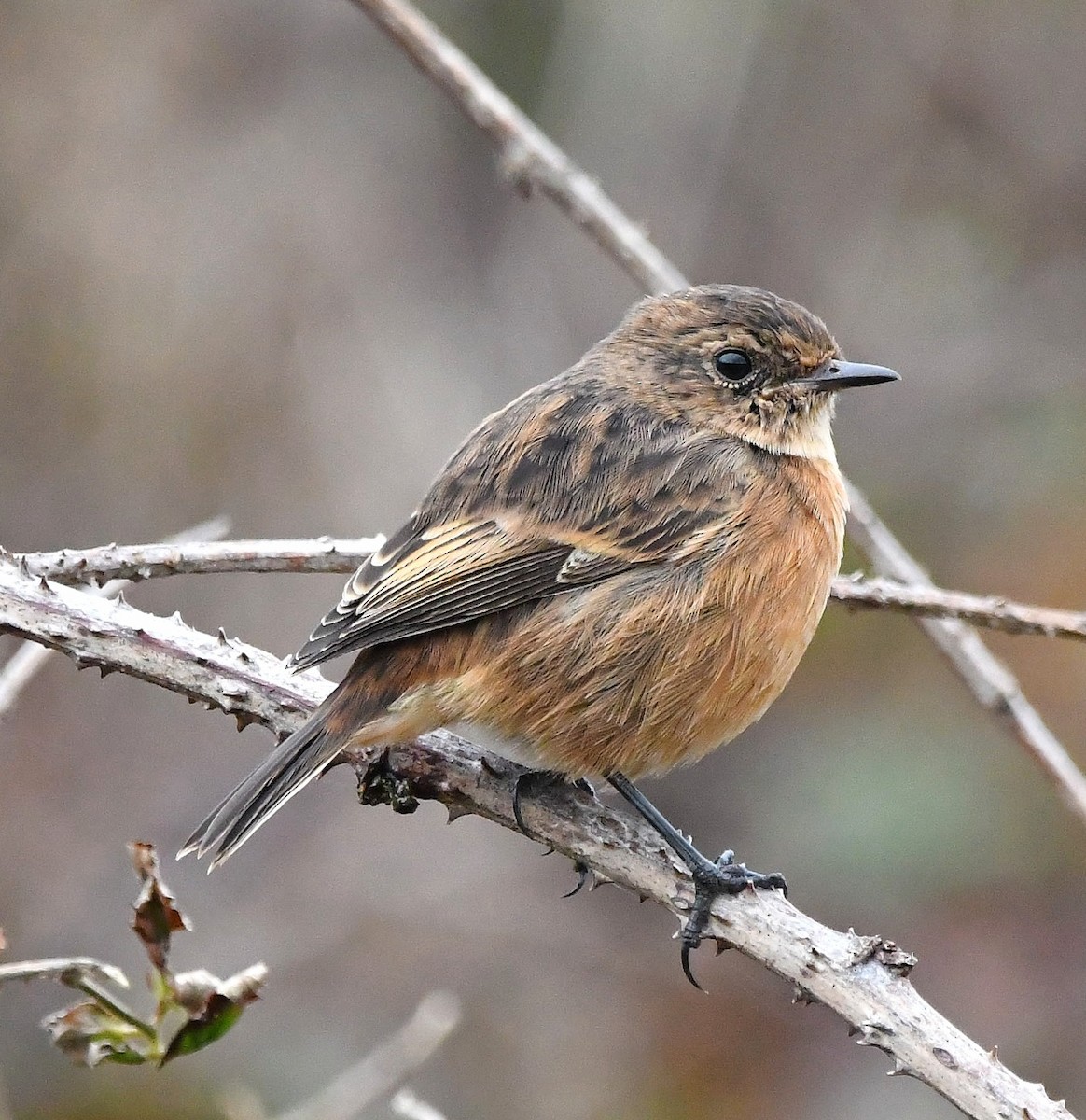European Stonechat - ML645665283