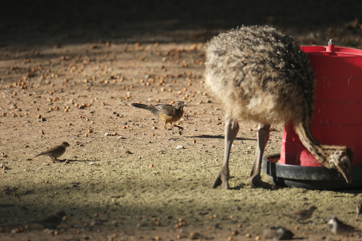Olive Thrush - ML645665287