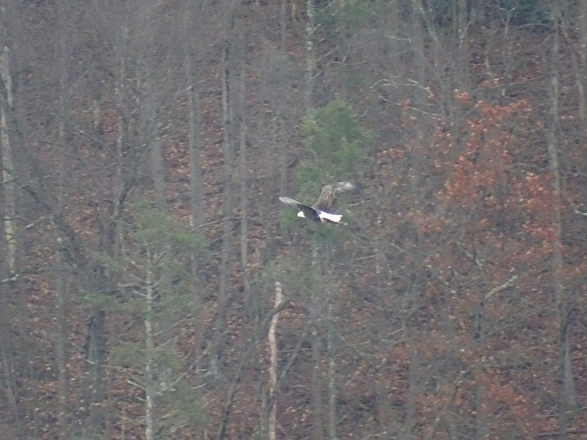 Bald Eagle - ML645665288