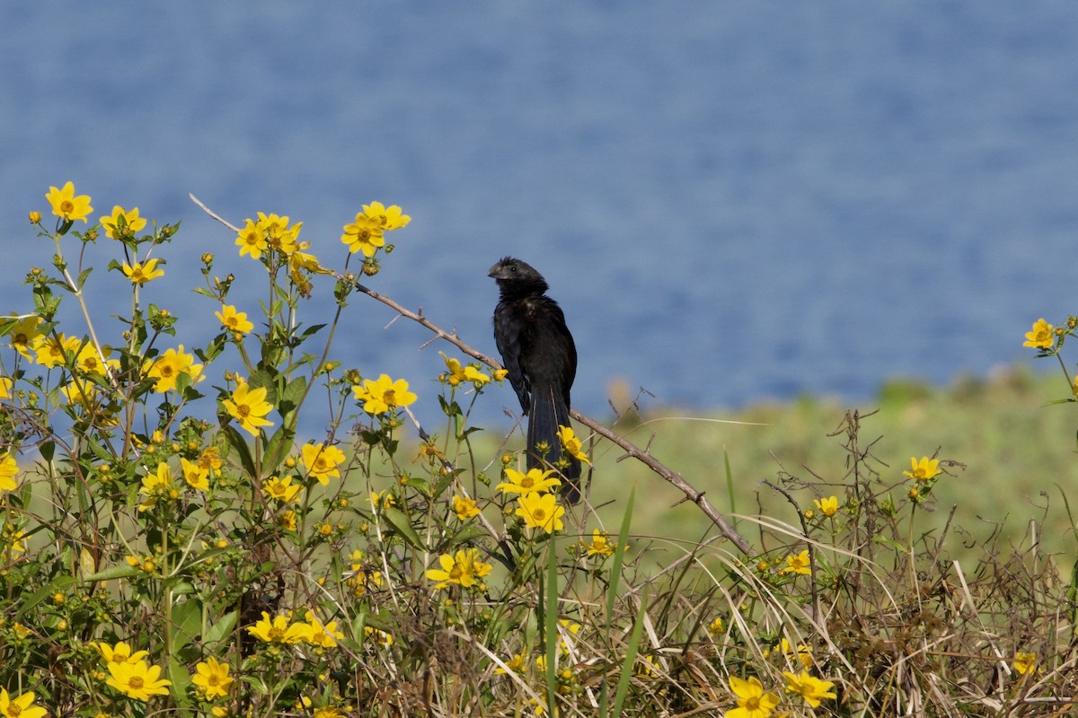 Groove-billed Ani - ML645665289