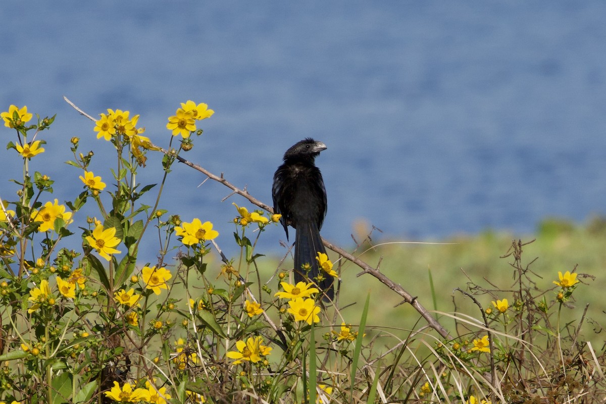 Groove-billed Ani - ML645665290