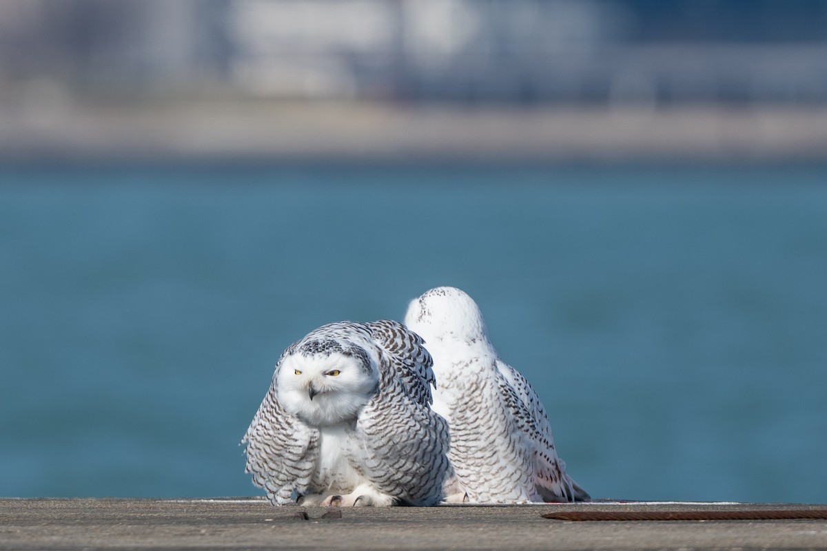 Harfang des neiges - ML645665299