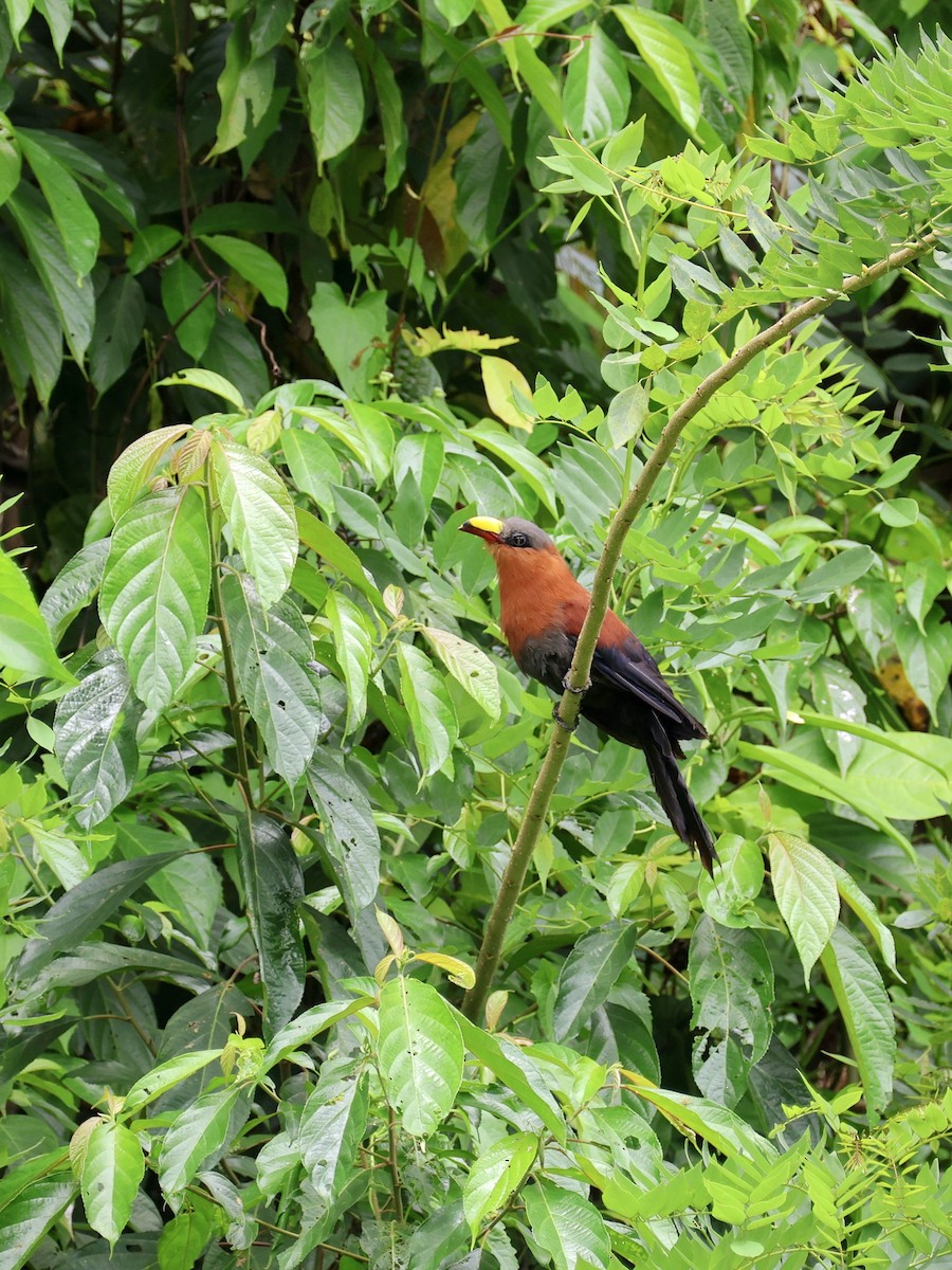 Buntschnabelkuckuck - ML645665300