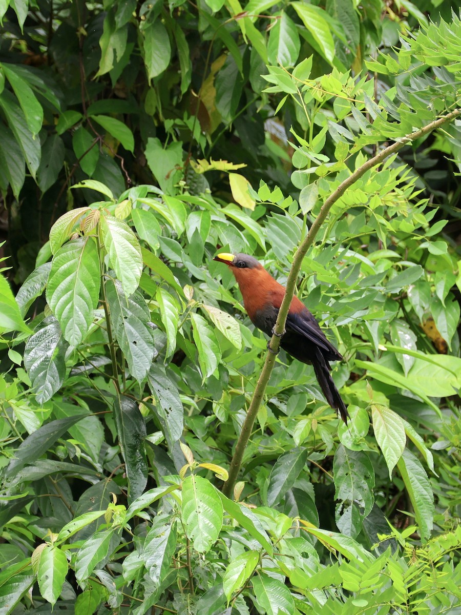 Buntschnabelkuckuck - ML645665301