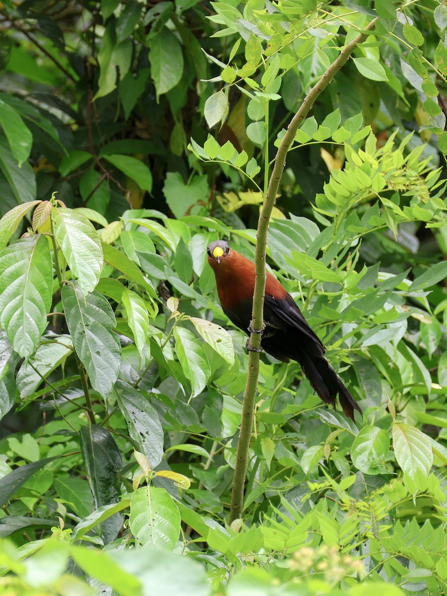 Buntschnabelkuckuck - ML645665302