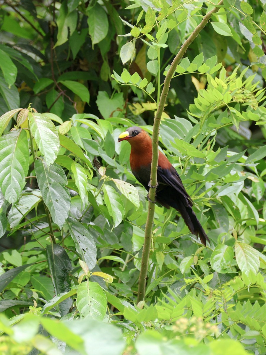 Buntschnabelkuckuck - ML645665303