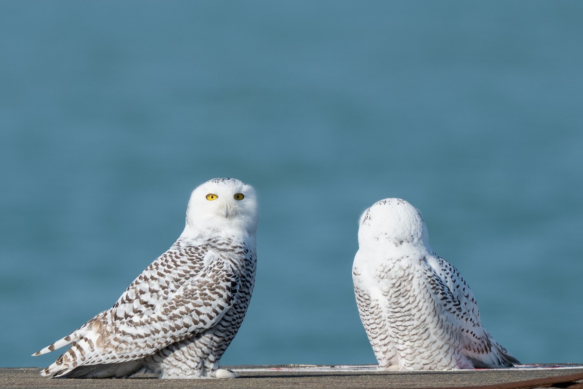 Harfang des neiges - ML645665305