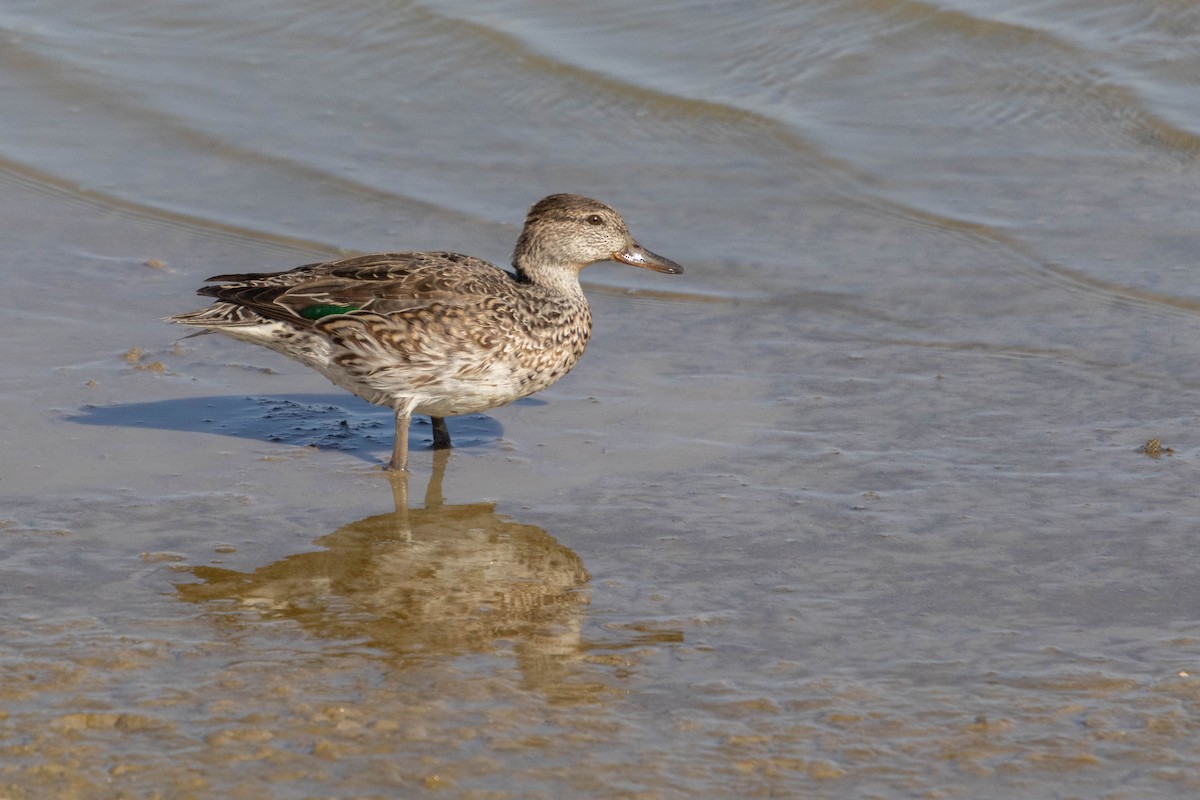 Green-winged Teal - ML645665316