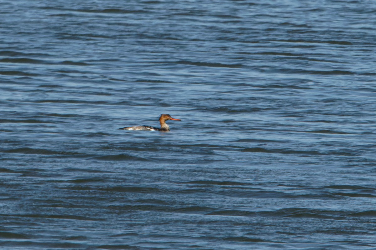 Red-breasted Merganser - ML645665325