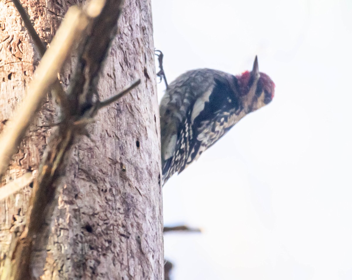 Yellow-bellied Sapsucker - ML645665330