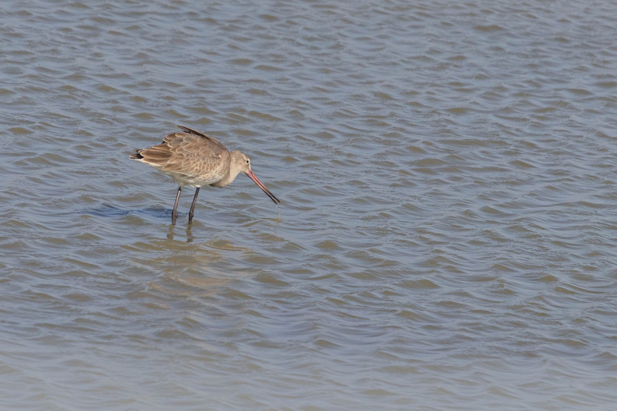 svarthalespove - ML645665344