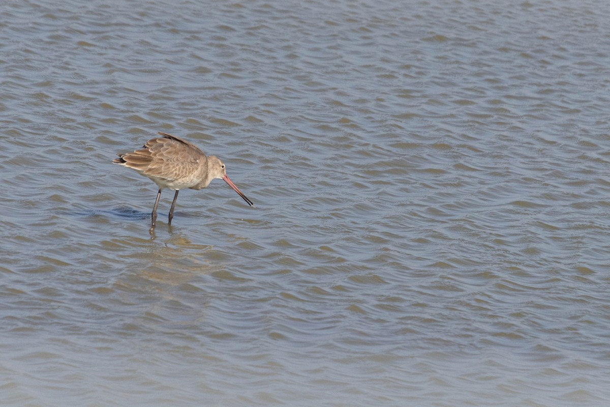 svarthalespove - ML645665345