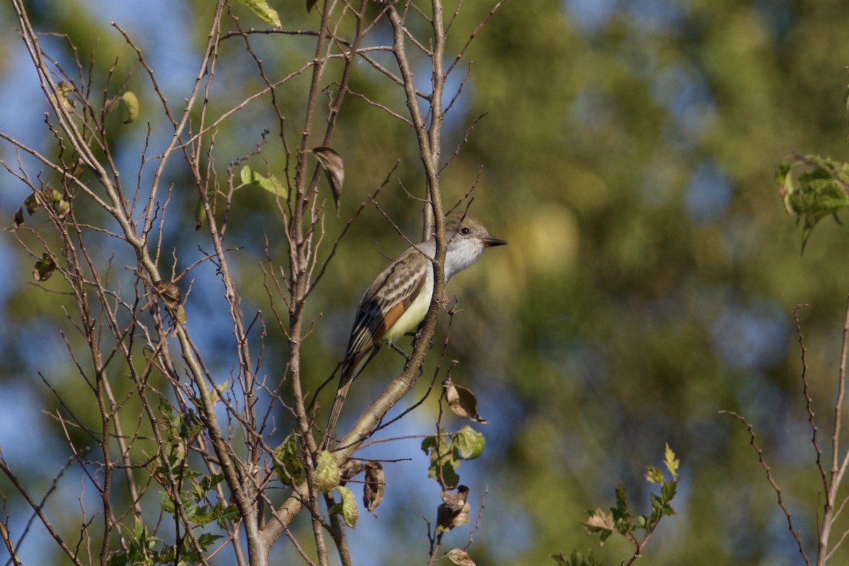 Ash-throated Flycatcher - ML645665346