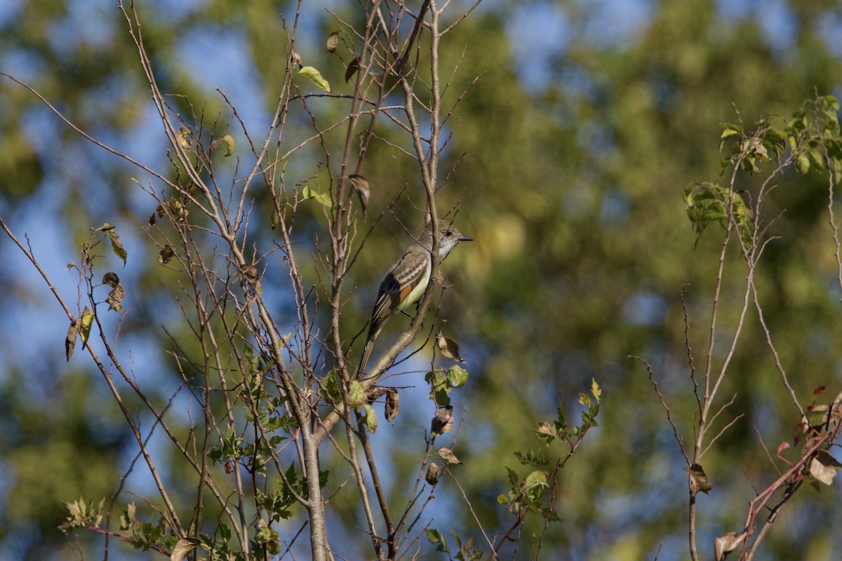 Ash-throated Flycatcher - ML645665347