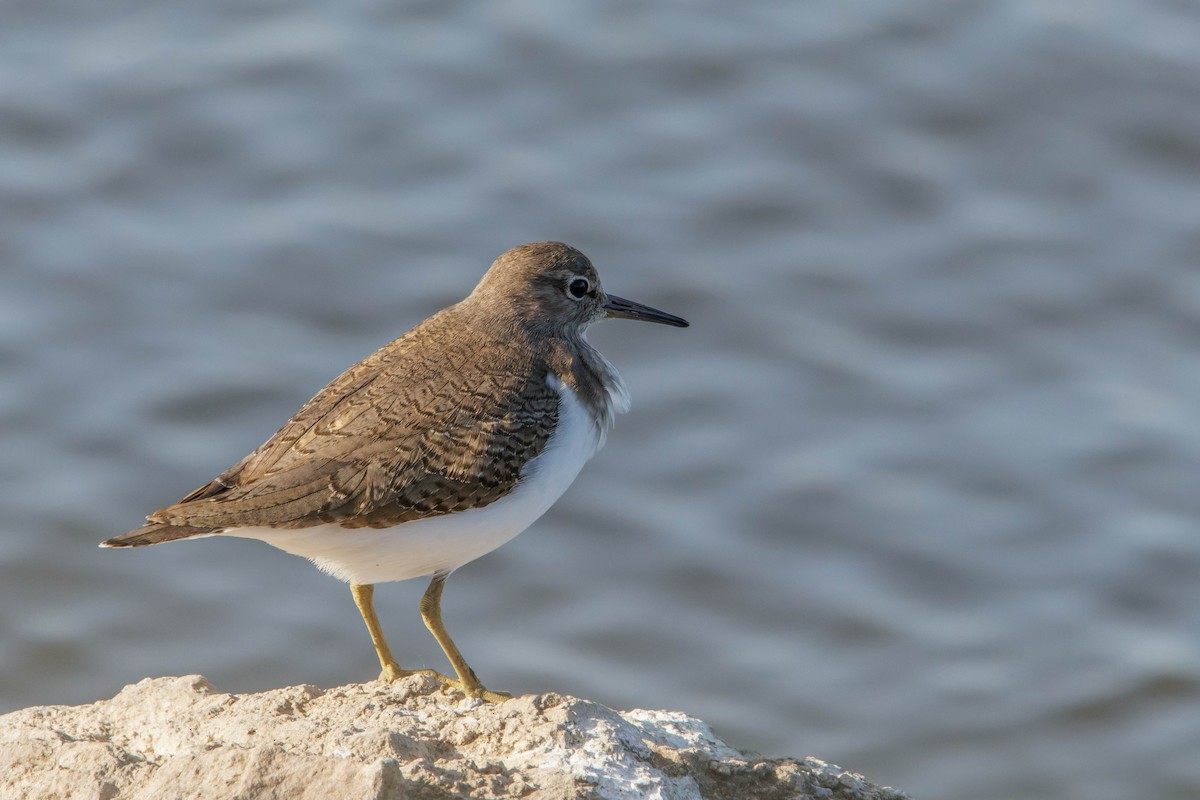 Common Sandpiper - ML645665353