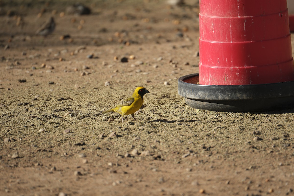 Southern Masked-Weaver - ML645665355