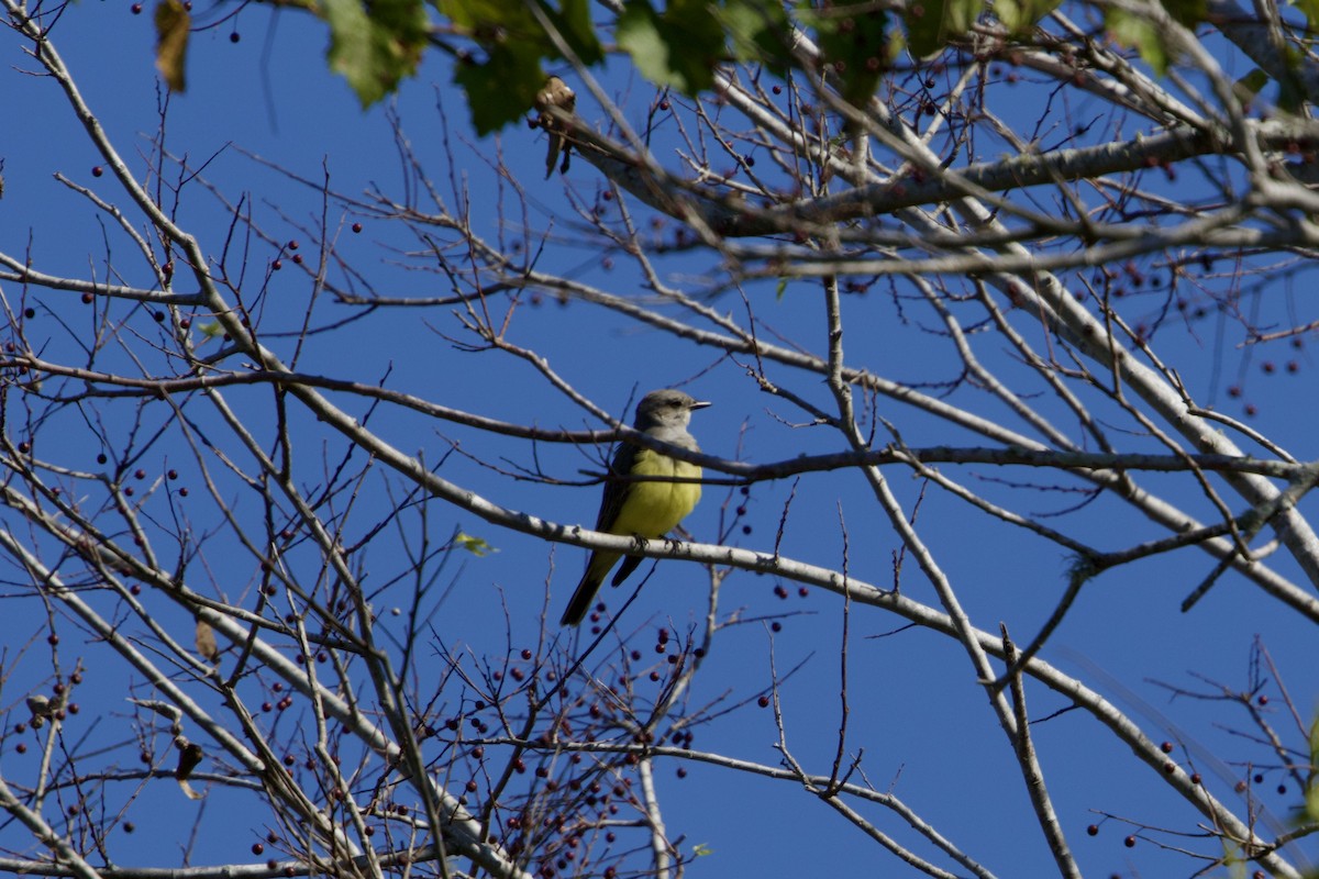 Western Kingbird - ML645665361