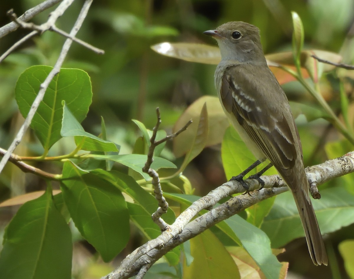 Large Elaenia - ML645665362