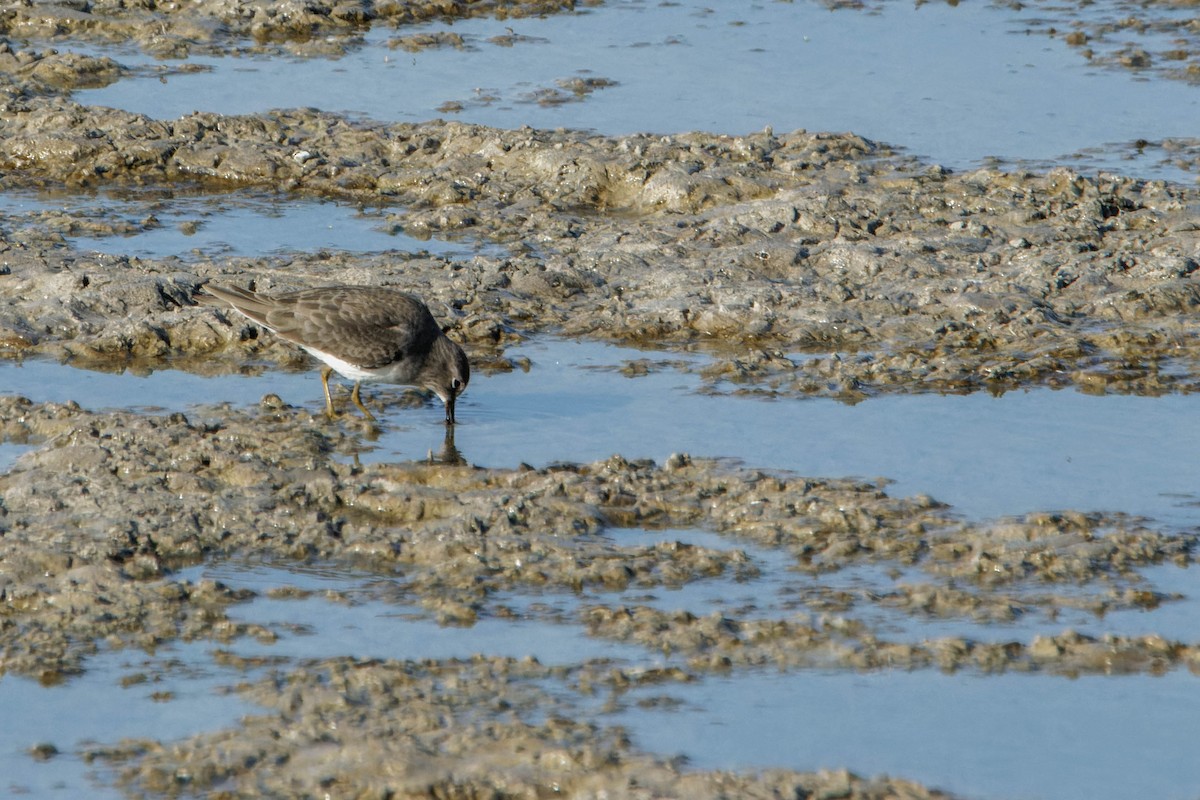 Temminck's Stint - ML645665363