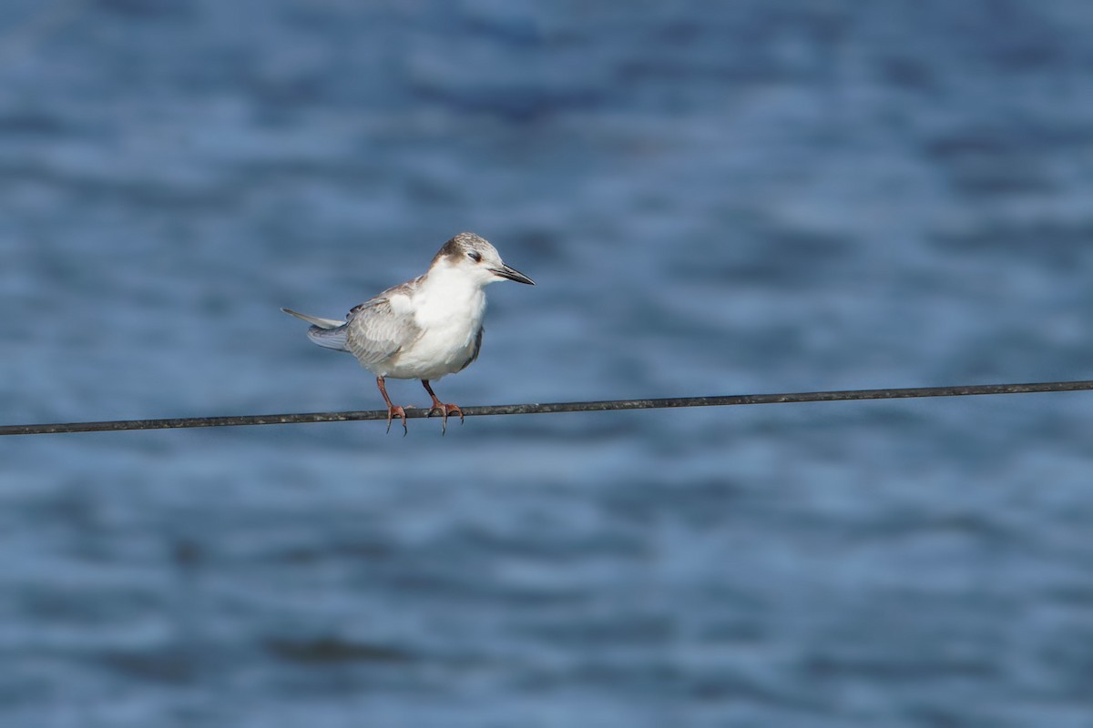 Whiskered Tern - ML645665367