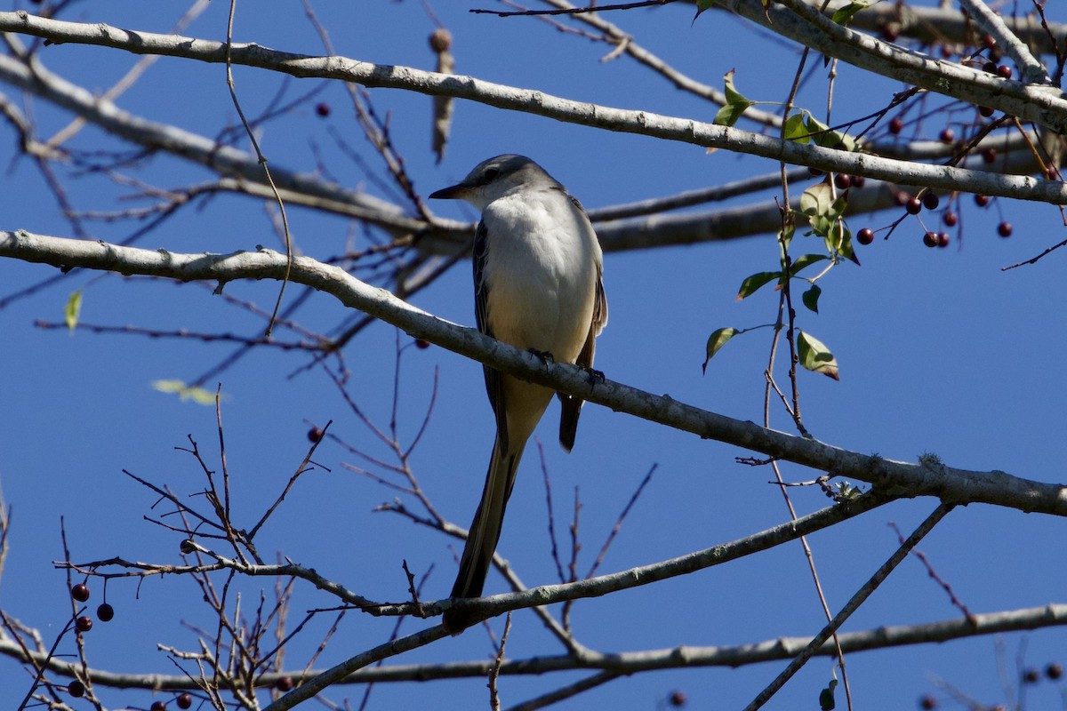 Scissor-tailed Flycatcher - ML645665370