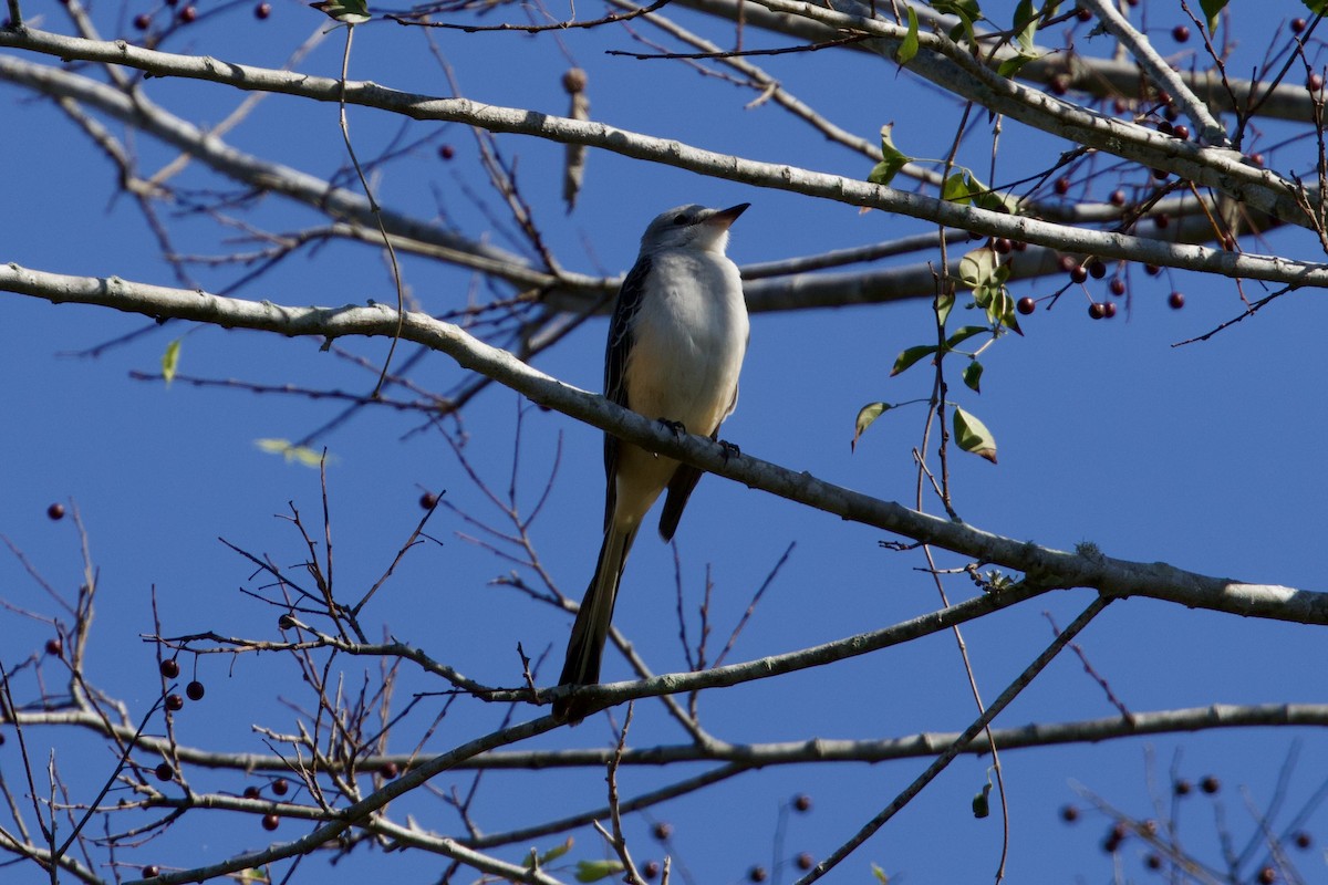 Scissor-tailed Flycatcher - ML645665371