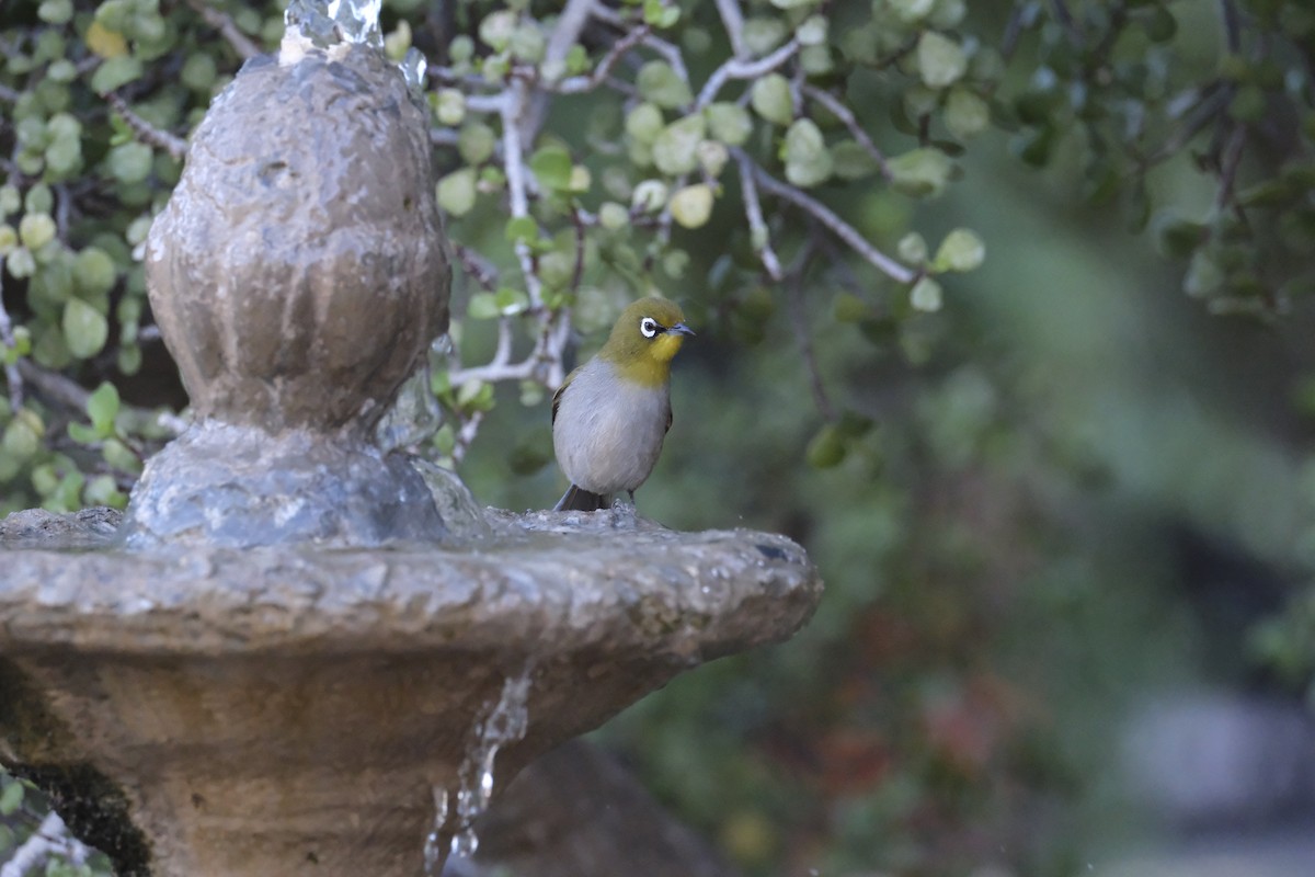 Cape White-eye - ML645665372