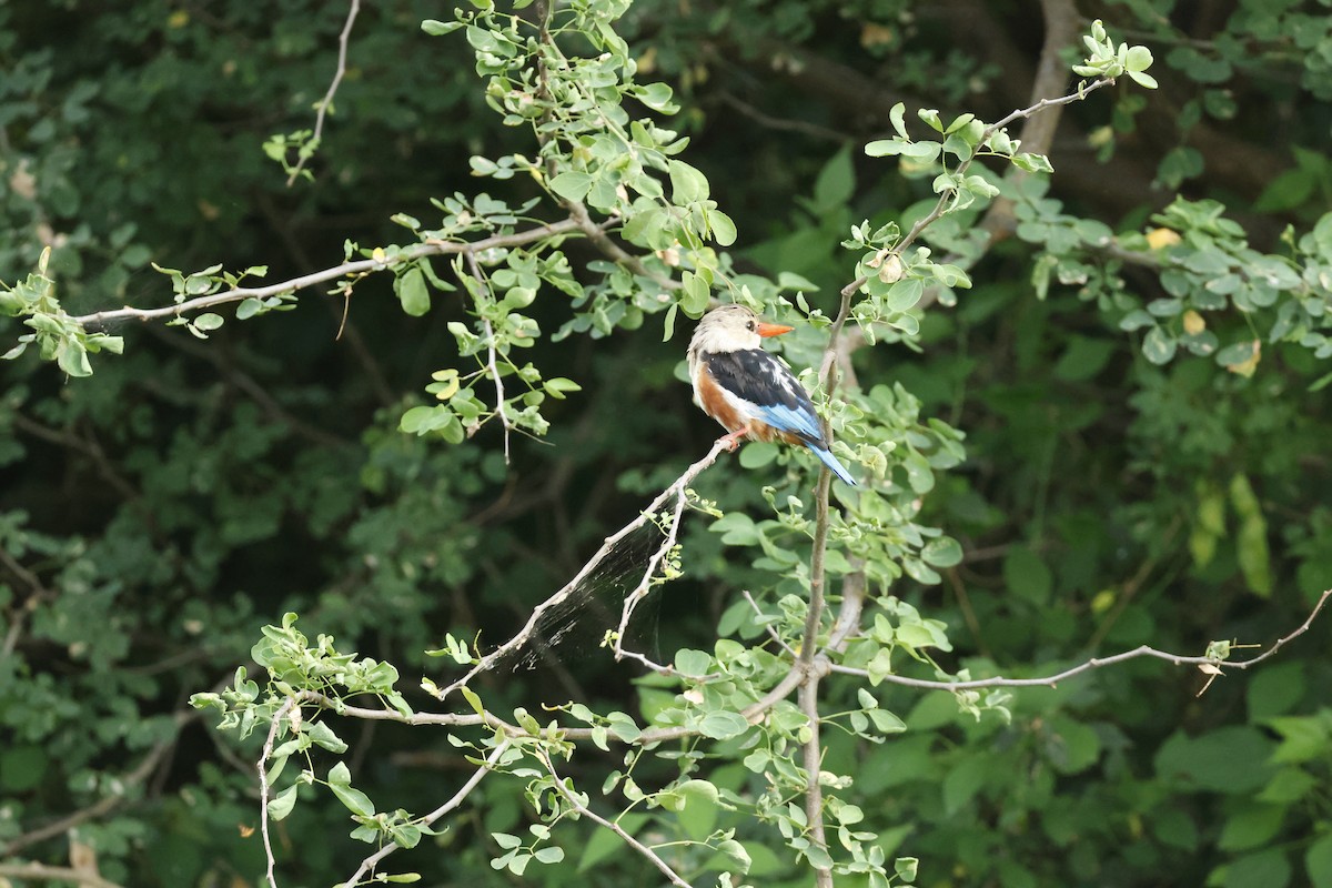 Martin-chasseur à tête grise - ML645665375