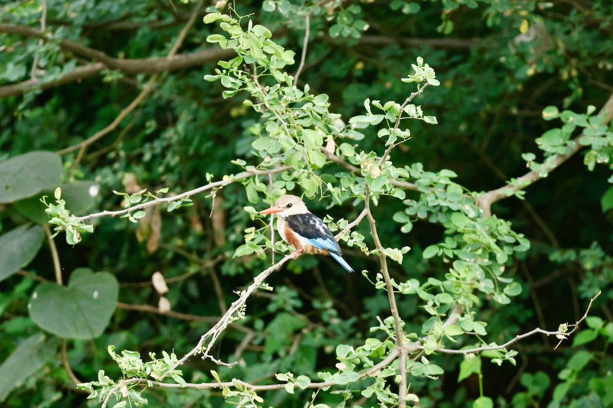Martin-chasseur à tête grise - ML645665377