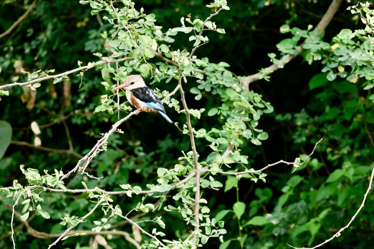 Martin-chasseur à tête grise - ML645665378