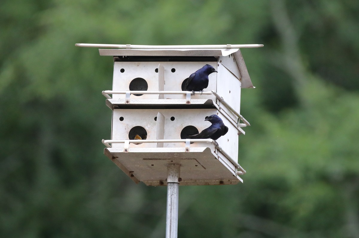 Purple Martin - ML645665379