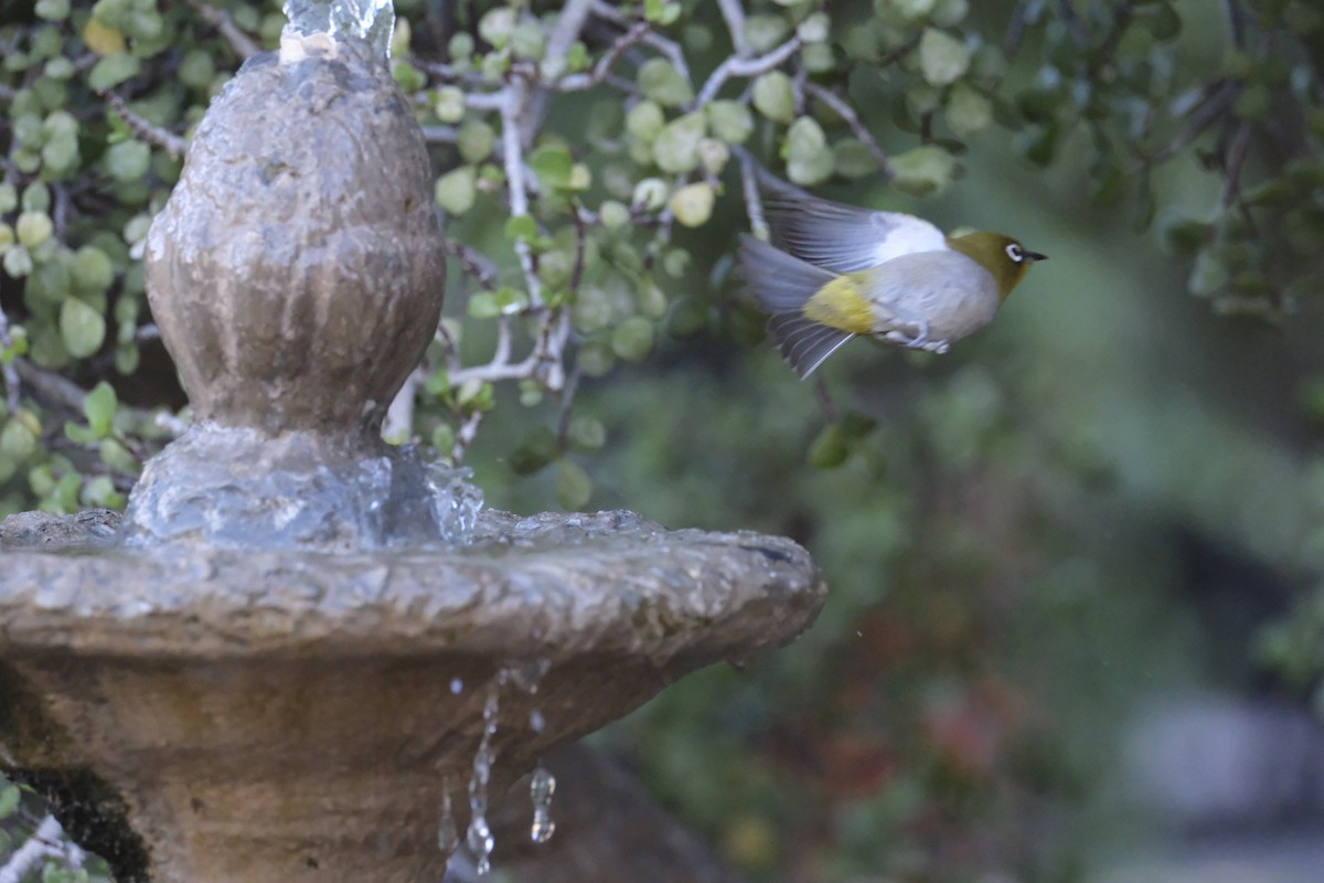 Cape White-eye - ML645665380