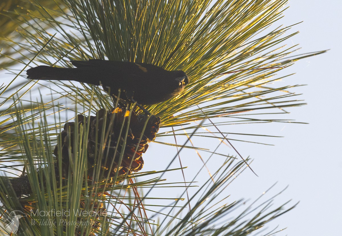 Red-winged Blackbird (Red-winged) - ML645665387