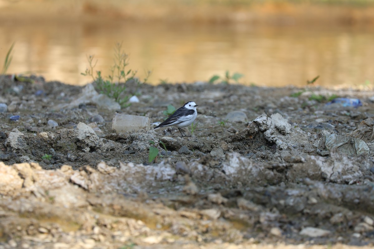 White Wagtail - ML645665390