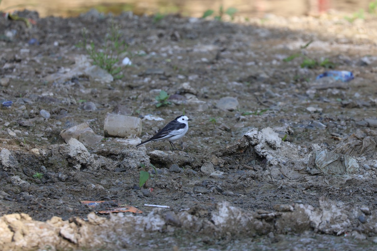 White Wagtail - ML645665391