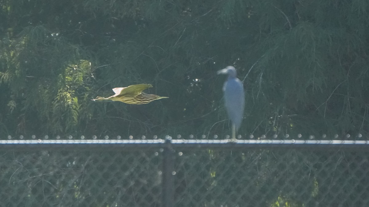 amerikarørdrum - ML645665392