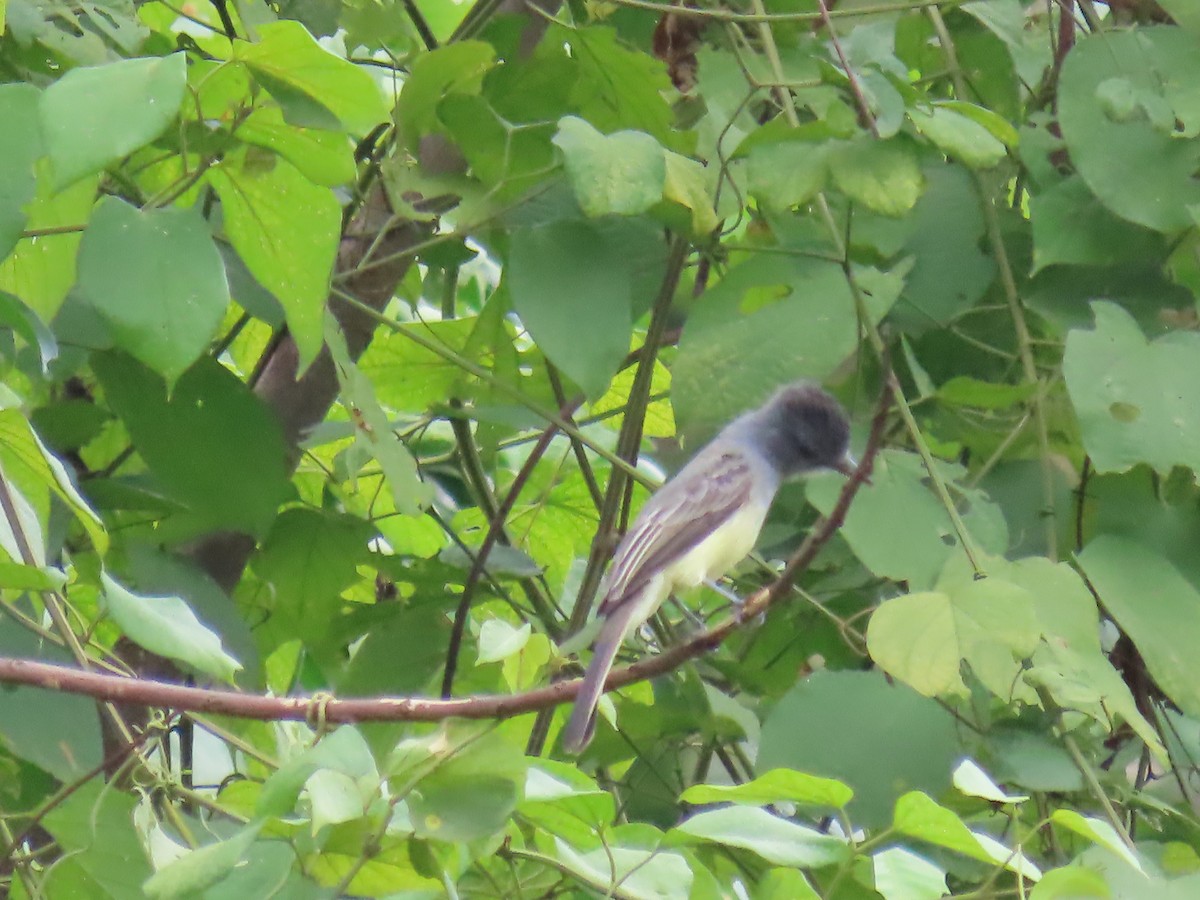 Sooty-crowned Flycatcher - ML645665393