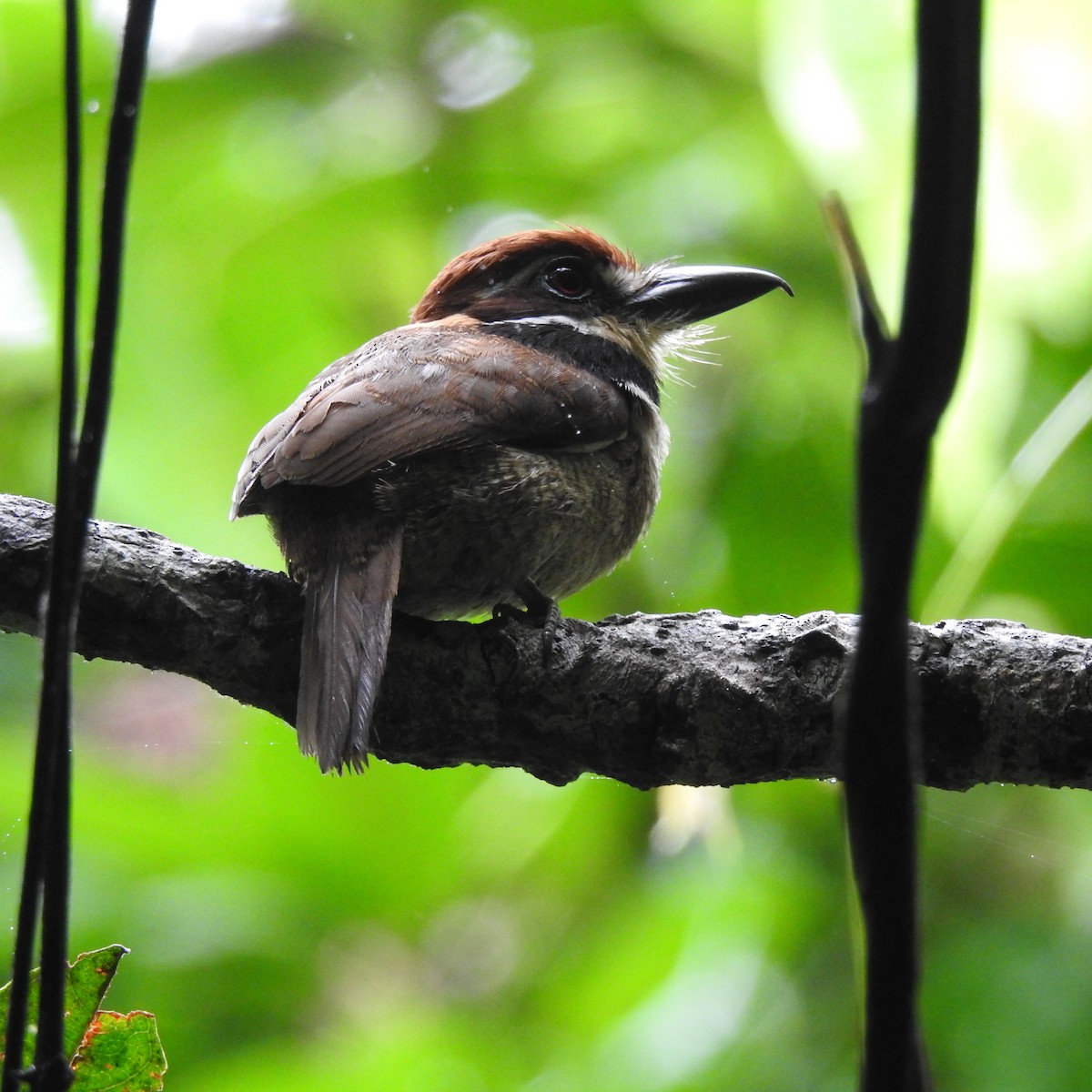 Chestnut-capped Puffbird - ML645665397