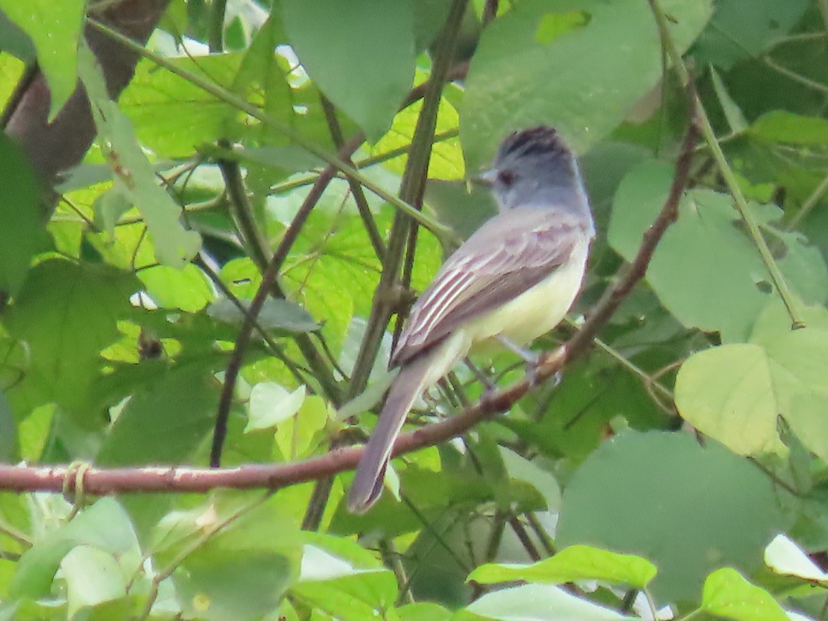 Sooty-crowned Flycatcher - ML645665398