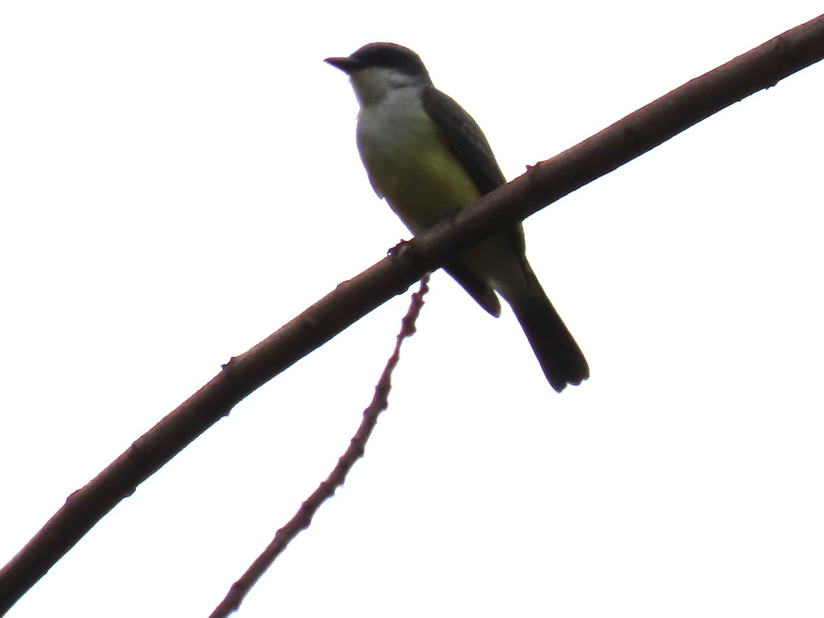 Snowy-throated Kingbird - ML645665406