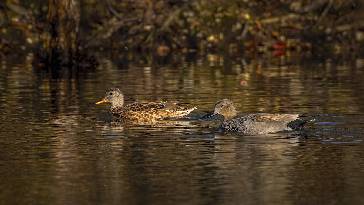 赤膀鴨 - ML645665409