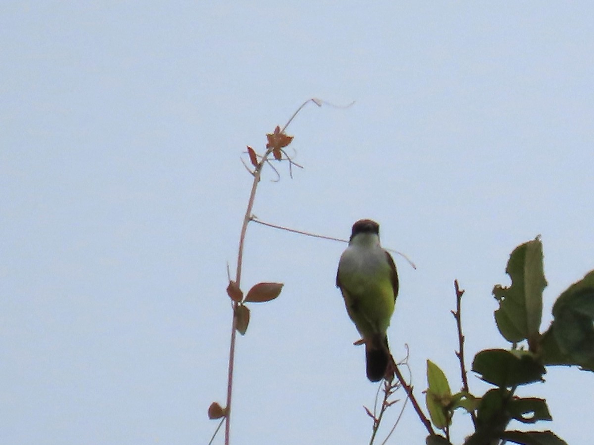 Snowy-throated Kingbird - ML645665411