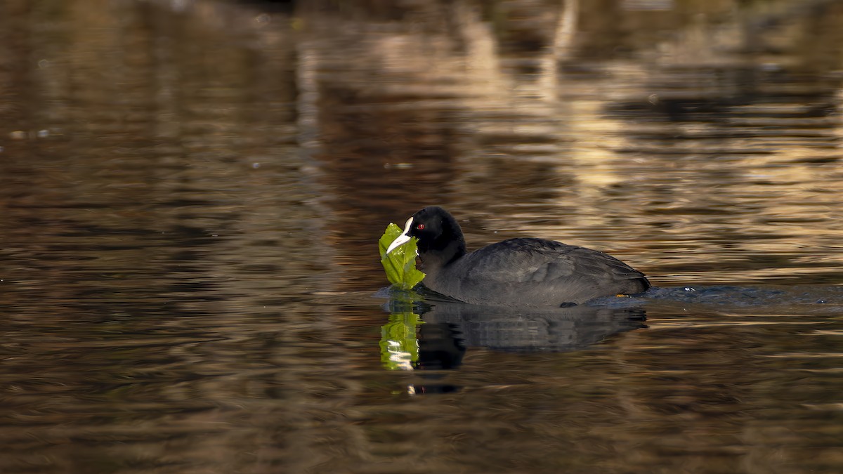 白冠雞 - ML645665423