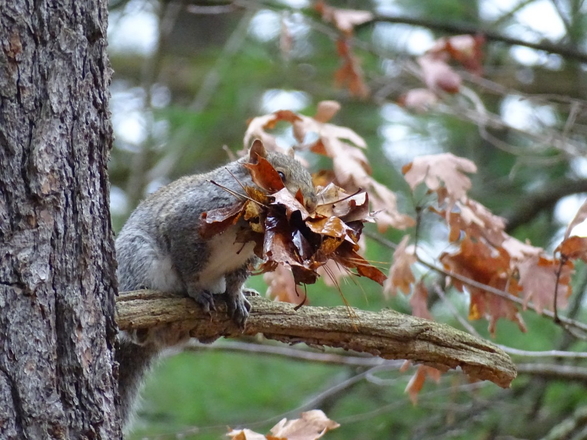 Animals - ML645665442