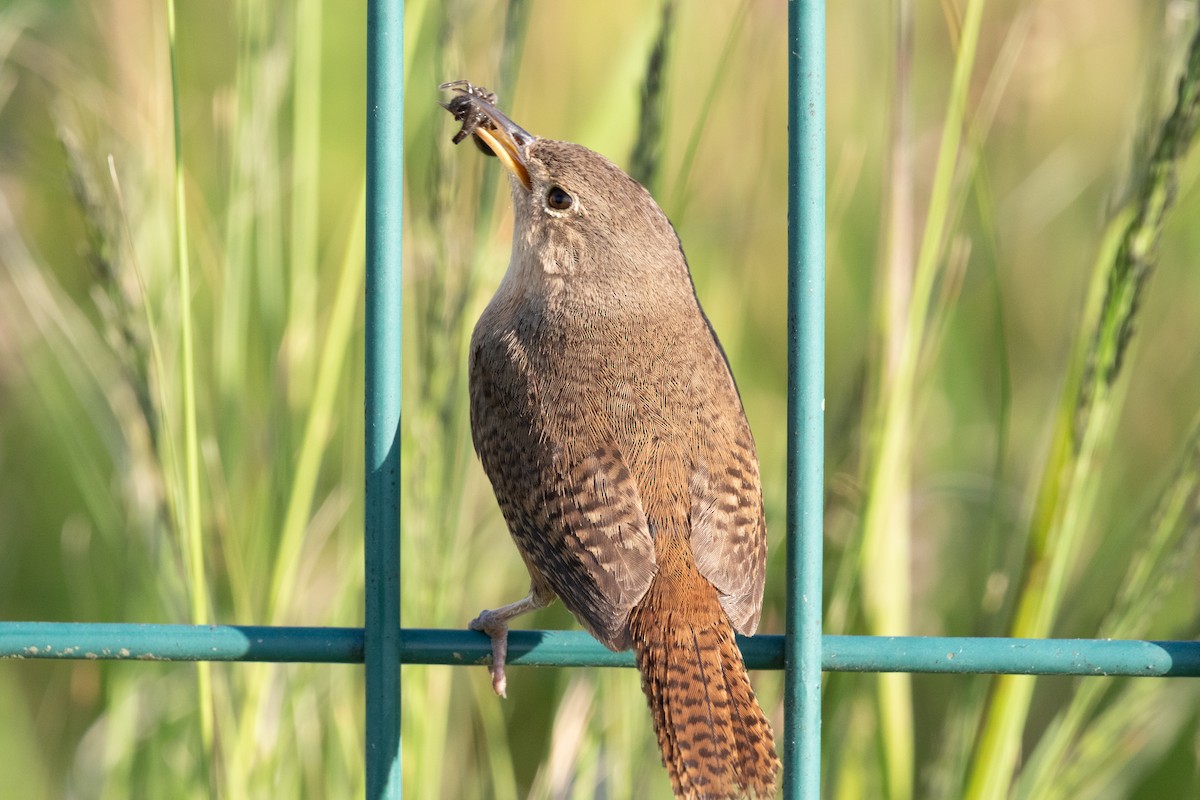 Southern House Wren - ML645665448