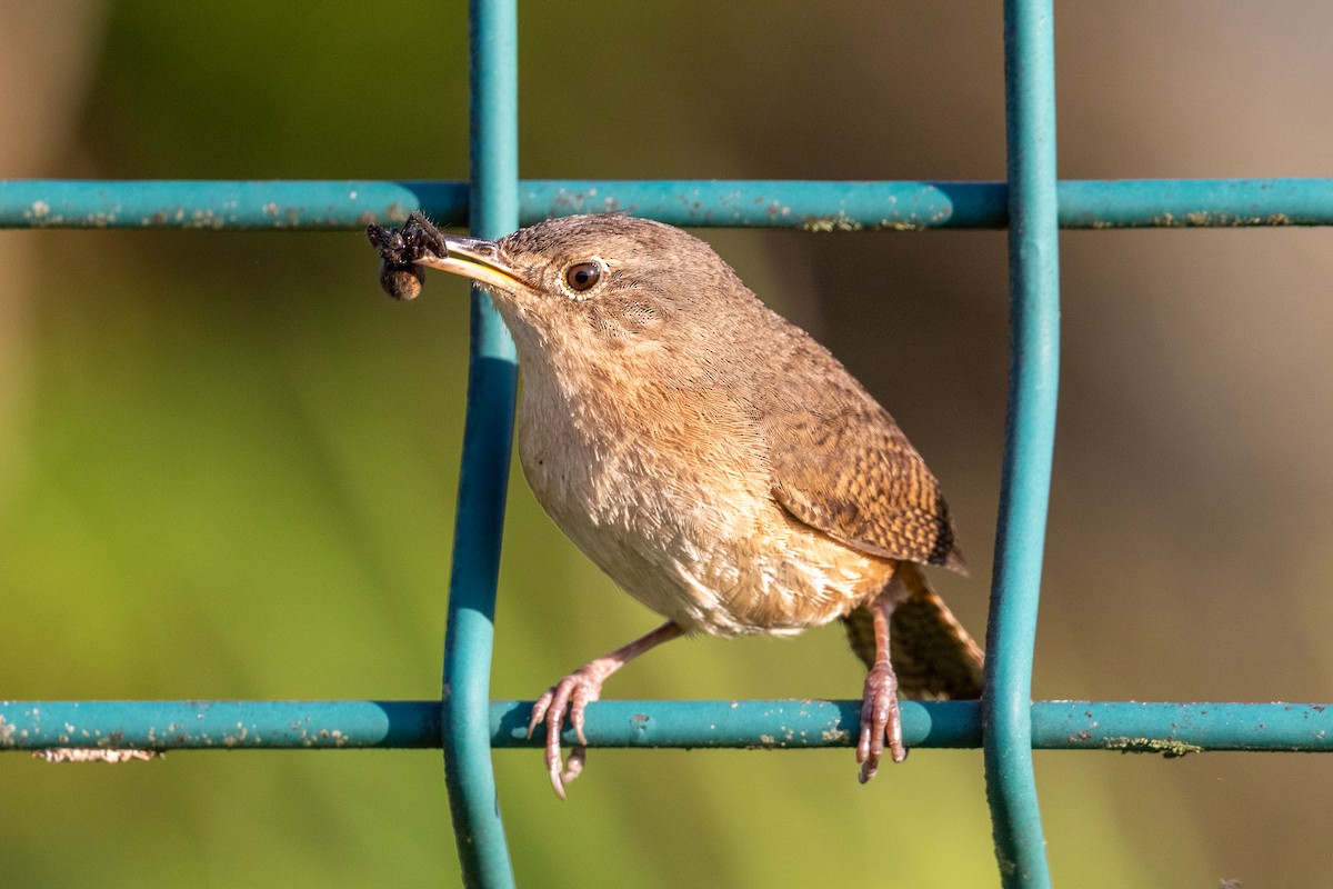 Southern House Wren - ML645665449