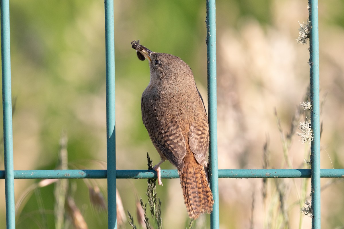 Southern House Wren - ML645665450