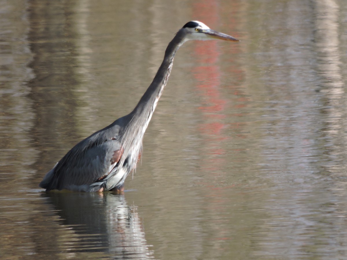 volavka velká - ML645665453