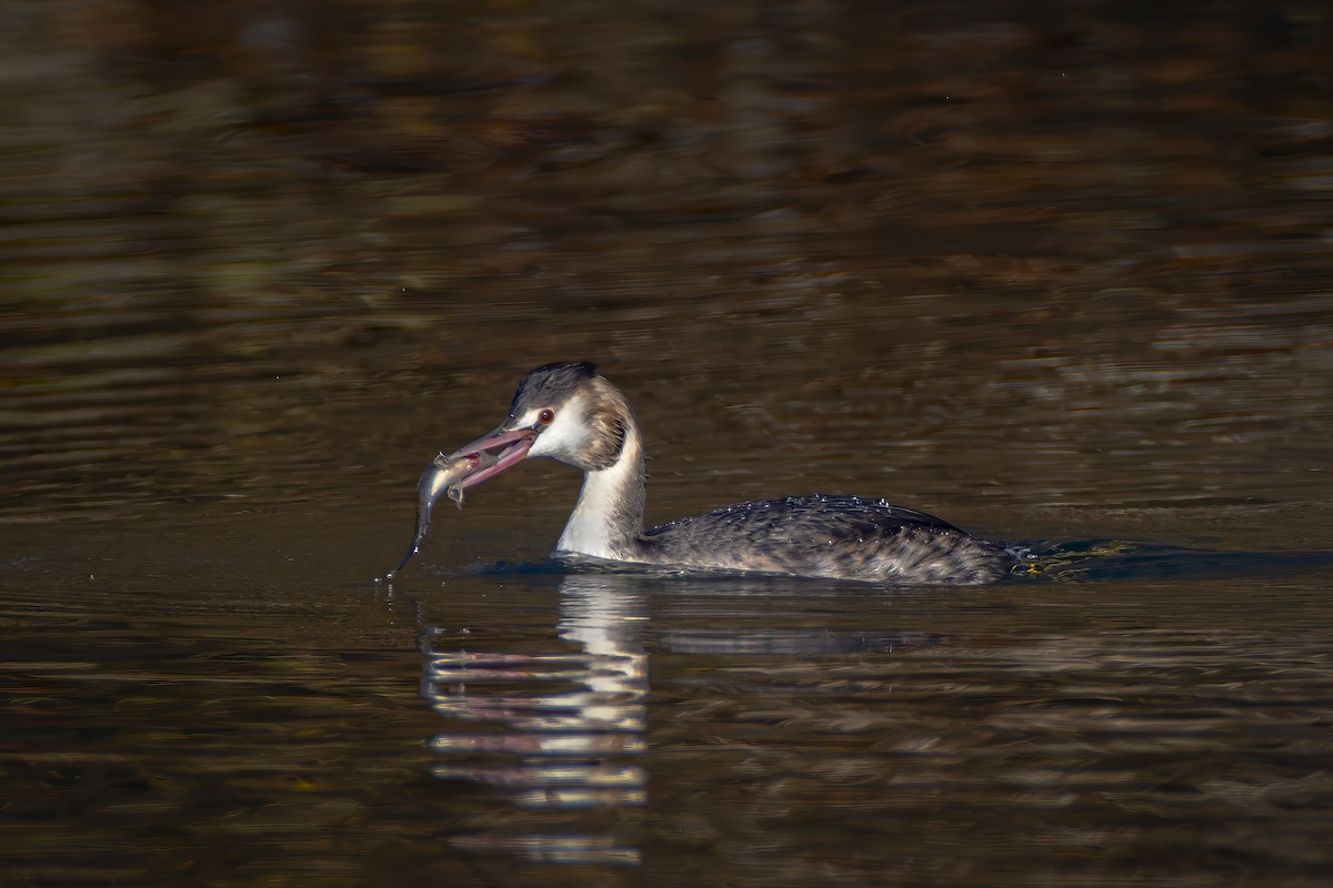 冠鸊鷉 - ML645665455