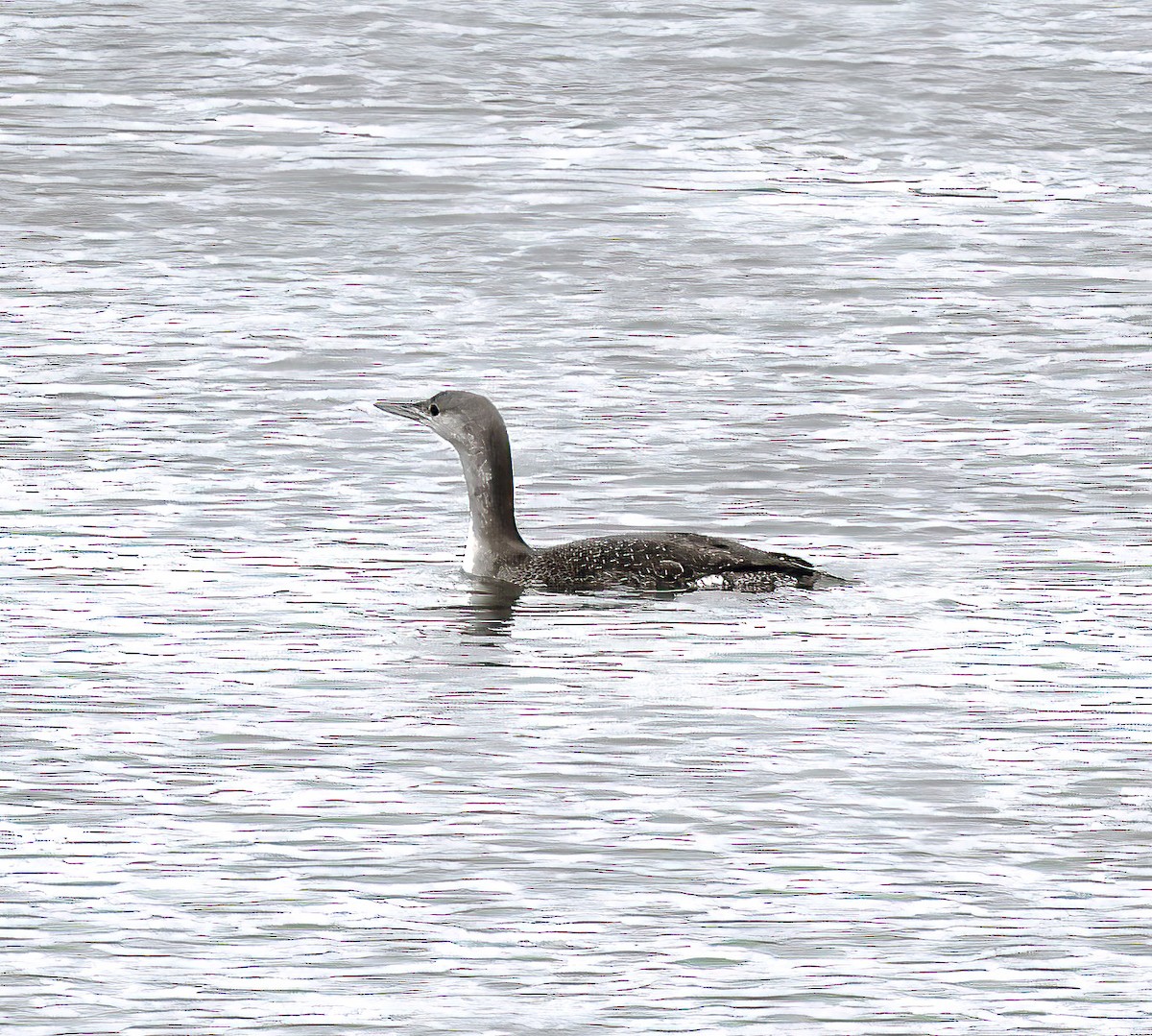 potáplice malá - ML645665466